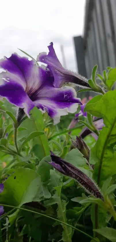 Purple flower amid green leaves by a fence with a cloudy sky.