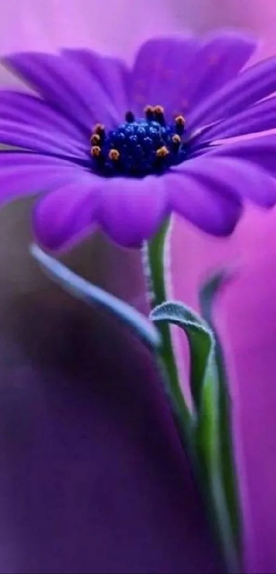 Purple flower with water droplet on stem against blurred background.