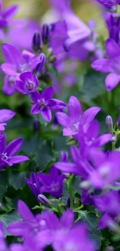 Purple flowers and green leaves wallpaper.