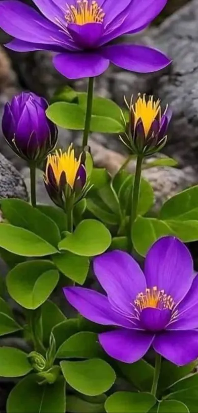 Vibrant purple flowers with yellow centers among stones.