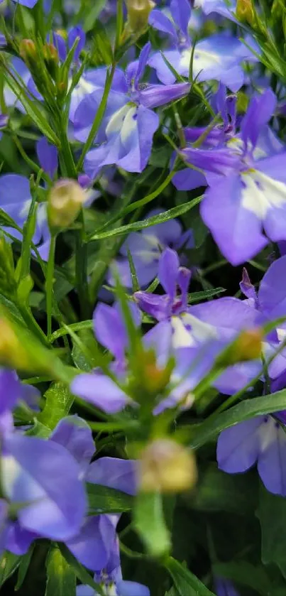 A close-up of vibrant purple flowers with green leaves and yellow buds.