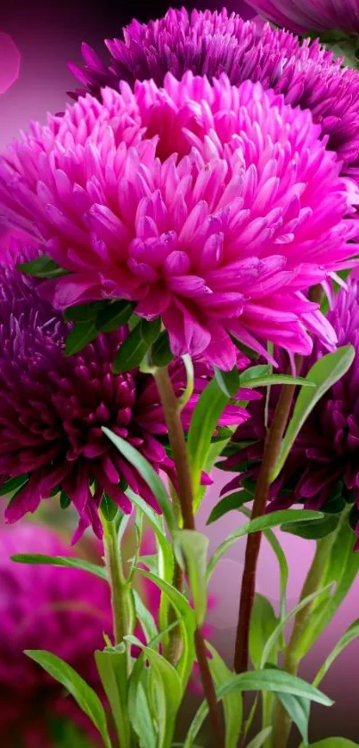 Vibrant purple flowers with lush greenery, perfect for mobile wallpaper.