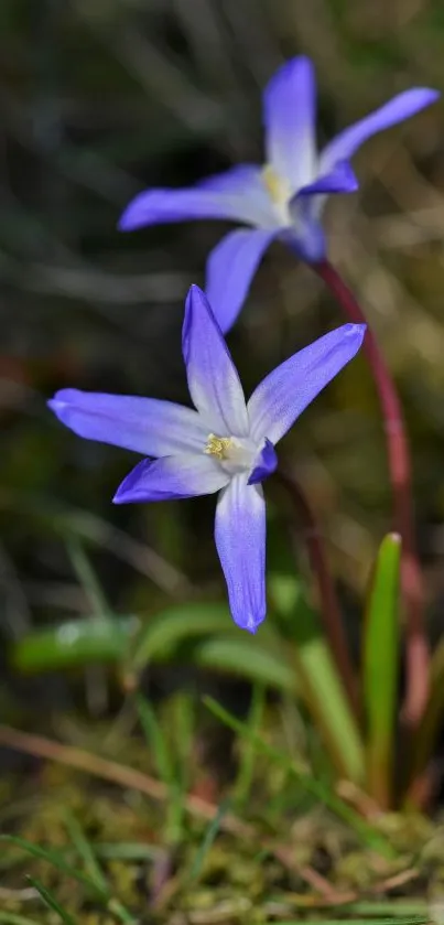 Purple flowers bloom in mossy surroundings.
