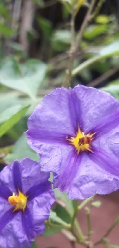 Close-up of purple flowers with green leaves.