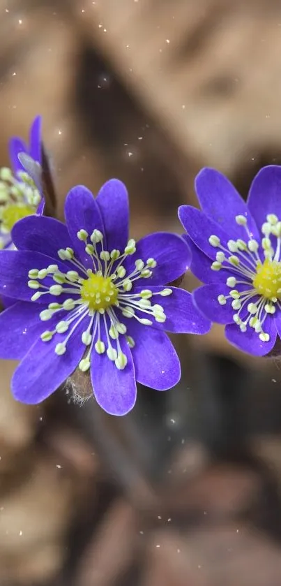 Purple flowers with beige leaves creating a serene and elegant phone wallpaper.