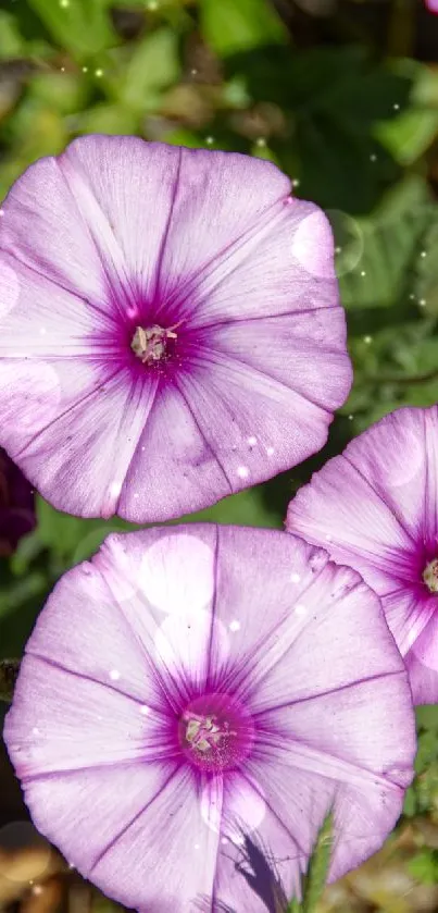 Mobile wallpaper featuring vibrant purple flowers with green foliage.