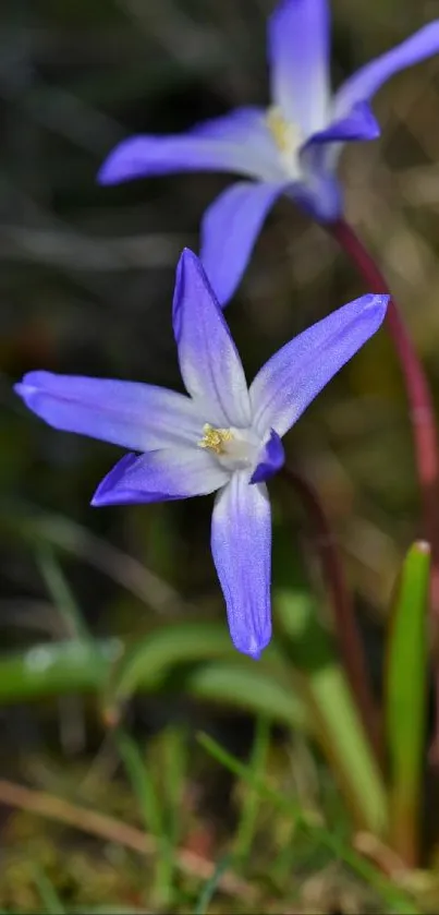 Close-up of vibrant purple flowers with green leaves.