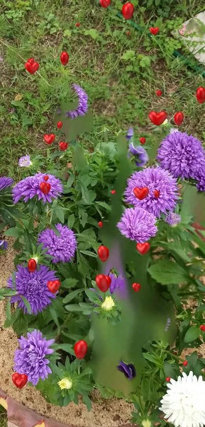 Vibrant purple flowers with red hearts in a lush green garden.