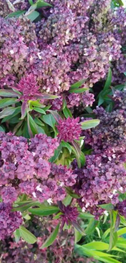 Close-up of vibrant purple flowers with green leaves.