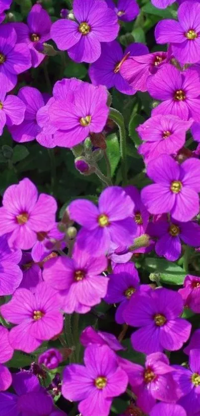 Mobile wallpaper with vibrant purple flowers in a lush garden setting.