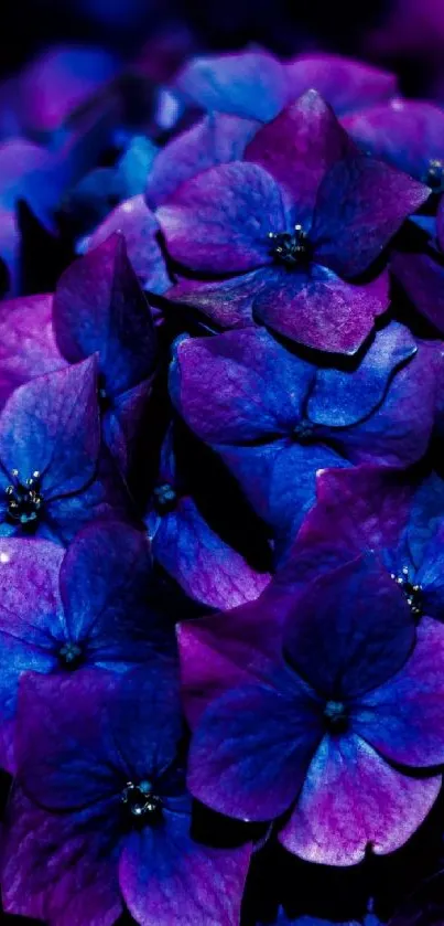 Purple flowers creating a vibrant and elegant phone wallpaper.