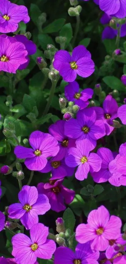 Purple flowers with lush green leaves, creating a vibrant natural wallpaper.