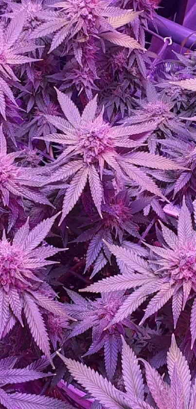 Close-up of vibrant purple plant leaves as wallpaper.