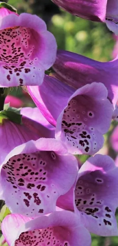 Vibrant purple foxglove flowers in bloom for mobile wallpaper.