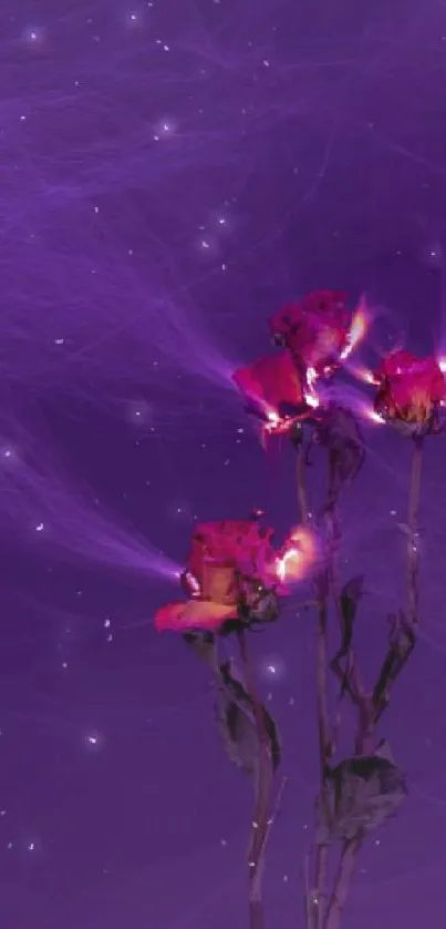 Vibrant purple roses glow with ethereal lighting against a deep purple background.