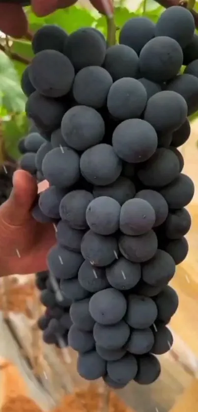 Close-up of vibrant purple grapes with raindrops on a vine.