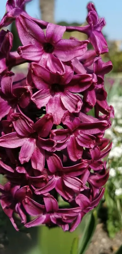 Close-up of vibrant purple hyacinth flower blooming in a garden.