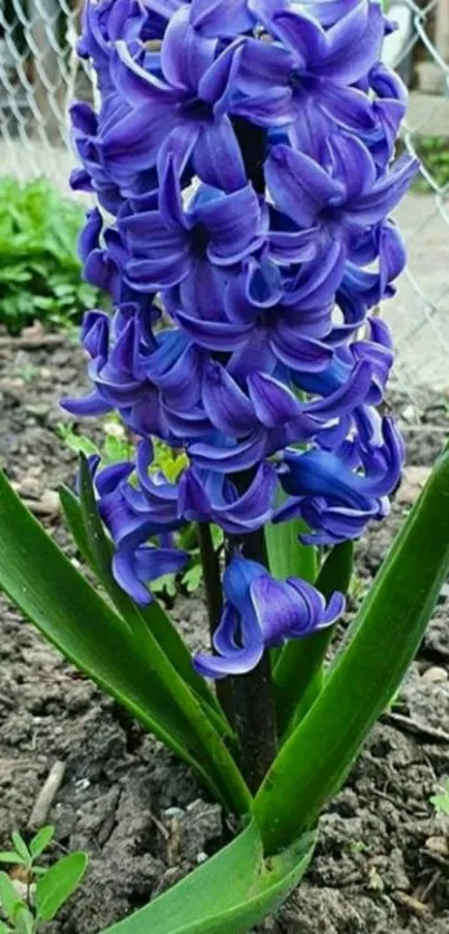 Purple hyacinth bloom with green leaves in a garden.