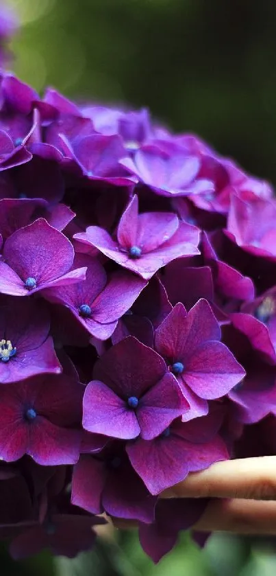 A vibrant purple hydrangea flower gently touched by a hand.