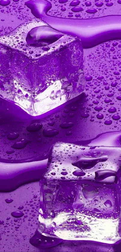 Glossy purple ice cubes with water drops on a stylish background.