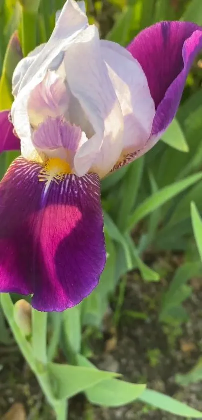 Close-up of a vibrant purple iris flower.