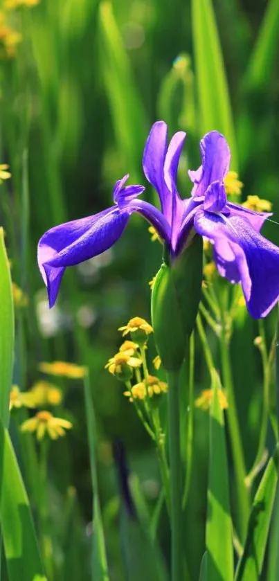 Purple iris flower in a lush green field, perfect for a vibrant mobile wallpaper.