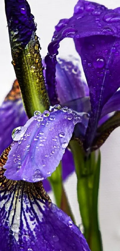 Purple Iris with Dew Drops Background