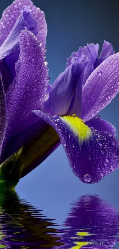 Purple iris with dewy petals and water reflection.