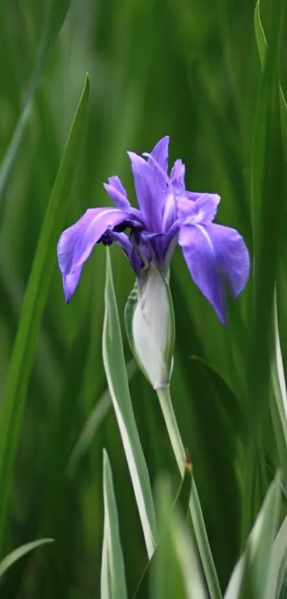 Purple iris flower with green leaves background.