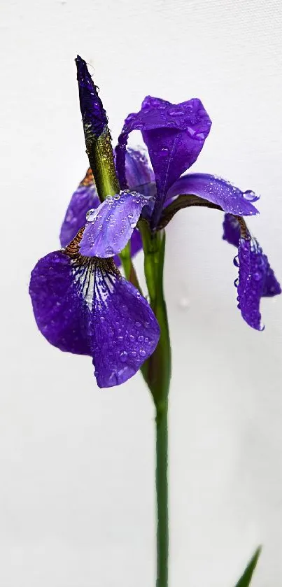 Vibrant purple iris with raindrops against a white background.