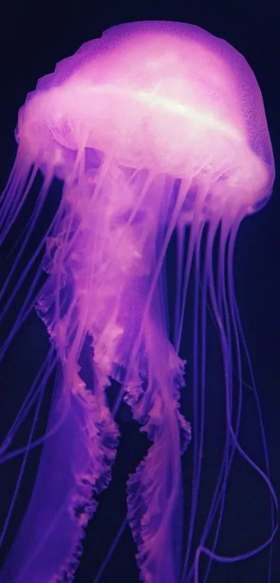 Vibrant purple jellyfish against a dark background, perfect for mobile wallpaper.