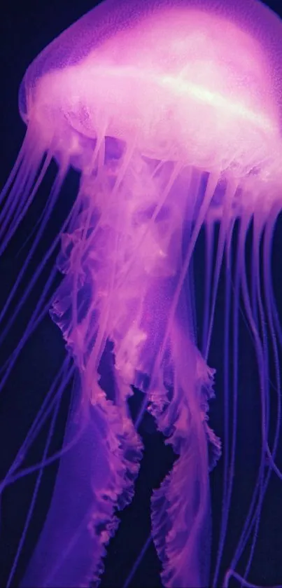 Glowing purple jellyfish in deep sea.