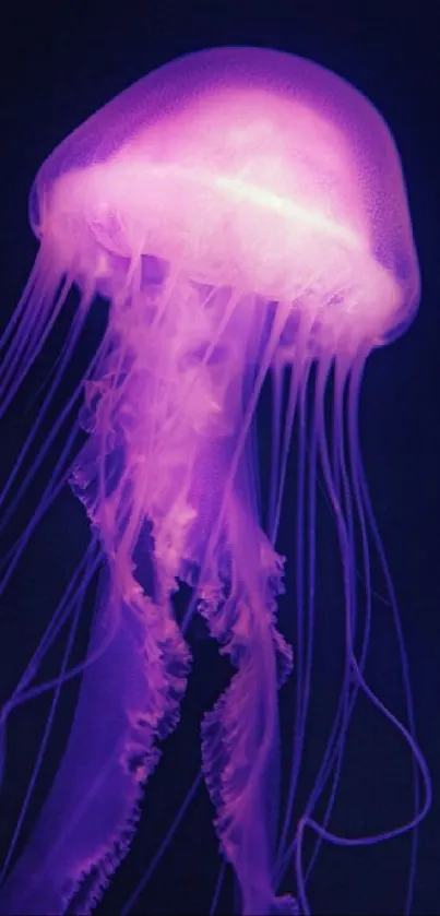 Vibrant purple jellyfish glowing in deep sea.