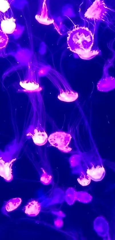 Vibrant purple jellyfish float gracefully in a mesmerizing underwater scene.