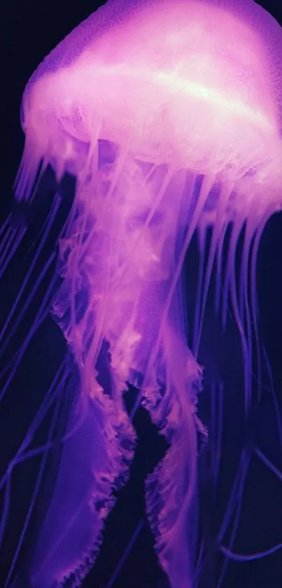 Vibrant purple jellyfish floating gracefully in dark blue ocean background.