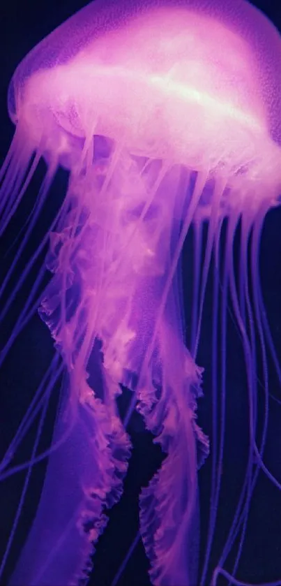 Purple jellyfish glowing in the dark ocean, vibrant marine wallpaper.