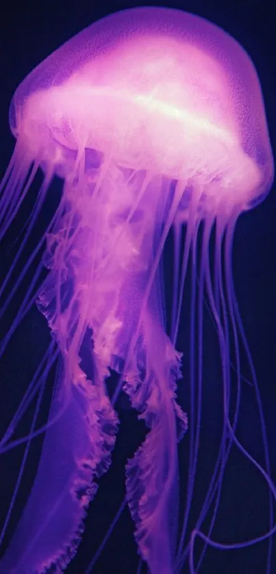Stunning mobile wallpaper of a purple jellyfish glowing underwater.