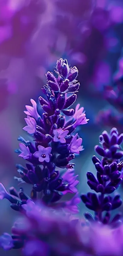 Close-up of vibrant purple lavender flowers in bloom.