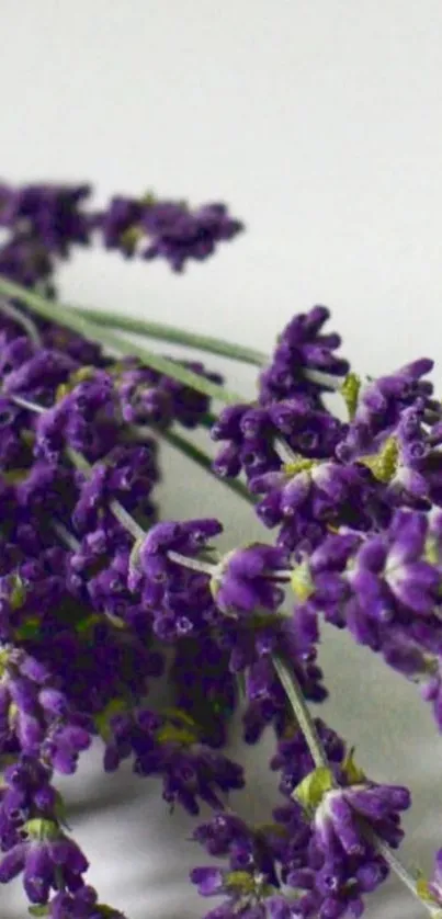 Vibrant purple lavender flowers on a soft background mobile wallpaper.