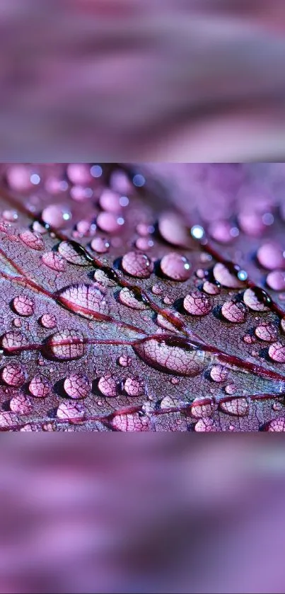 Close-up of a purple leaf with dew drops, featuring vibrant colors.