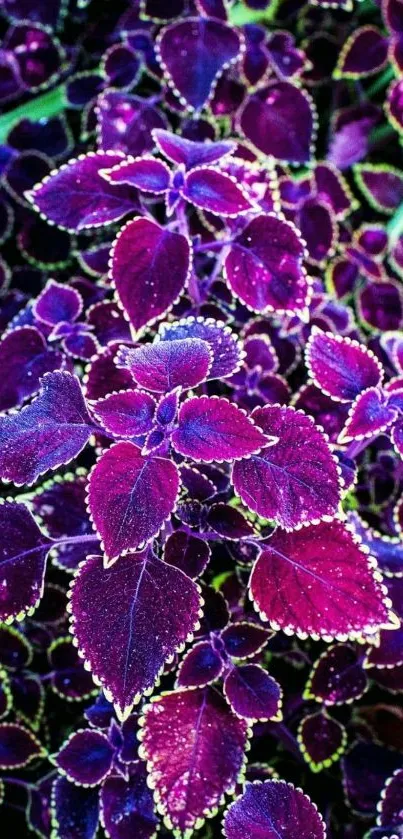 Vibrant purple leaves with intricate pattern