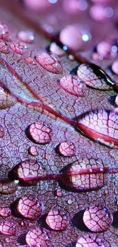 Purple leaf with water droplets in close-up view.