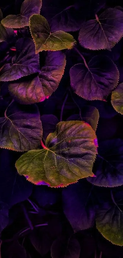 Vibrant purple leaves with green highlights as a mobile wallpaper.