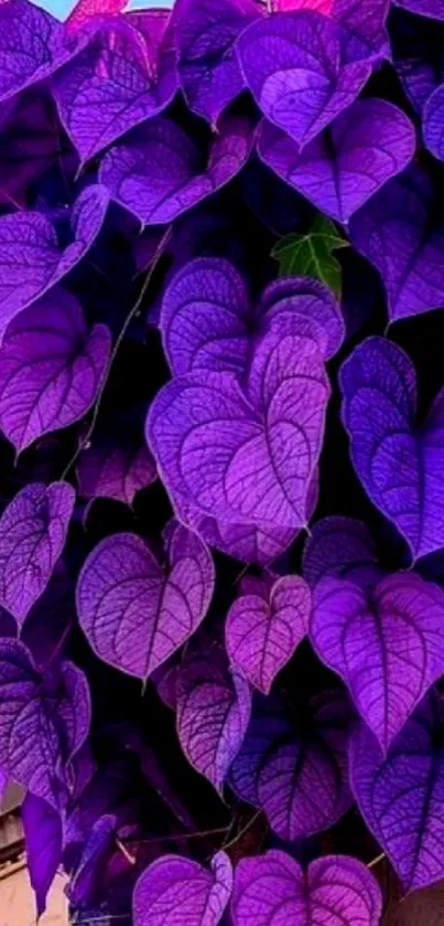 Vibrant purple leaves forming a stunning natural pattern.