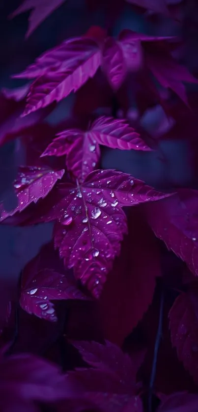 Mobile wallpaper featuring vibrant purple leaves with dewdrops.