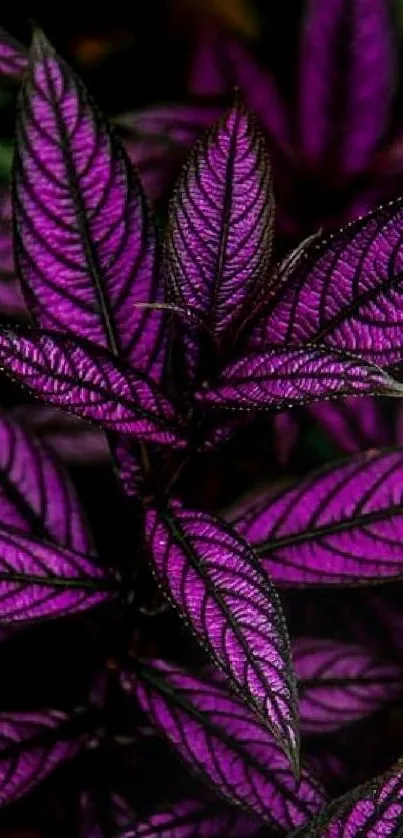 Vibrant purple leaves with intricate veins.