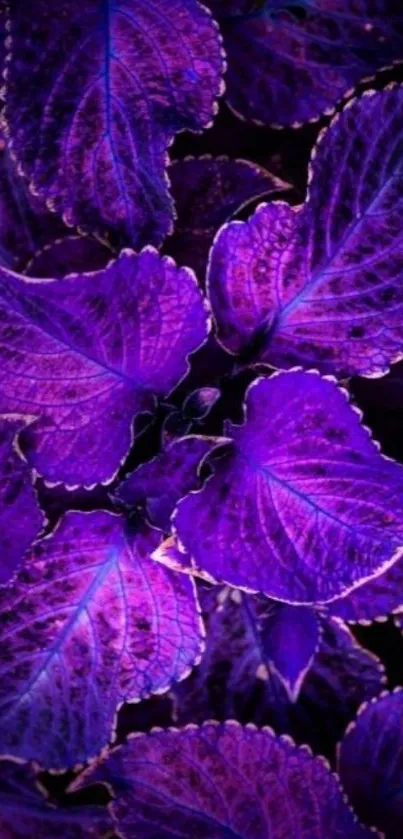 Vibrant purple leaves mobile wallpaper for nature lovers.