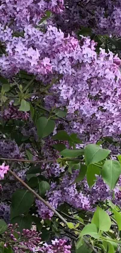 Purple lilac blossoms with lush green leaves.