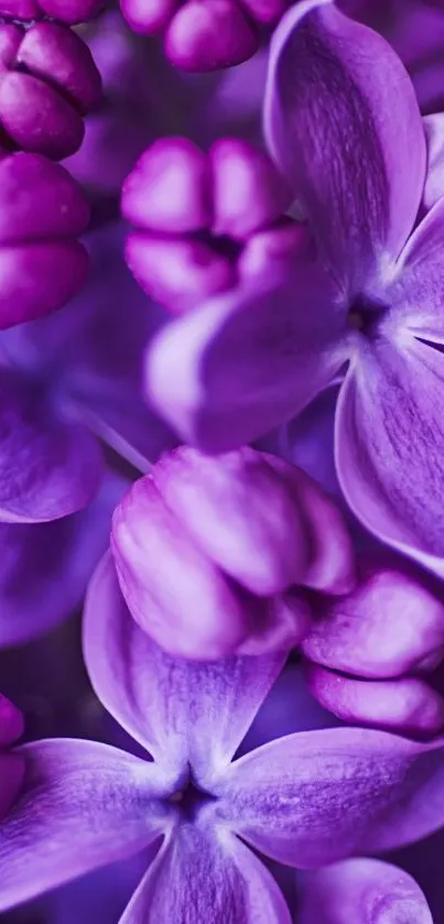 Close-up of vibrant purple lilac flowers with detailed petals.