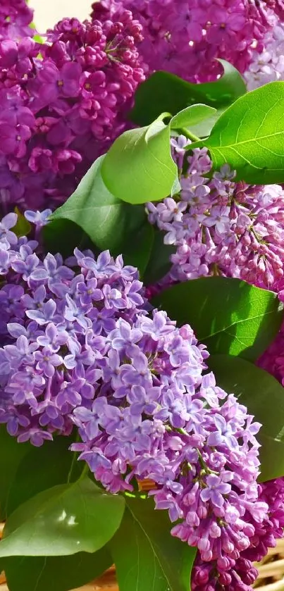 Vibrant purple lilacs with green leaves wallpaper.